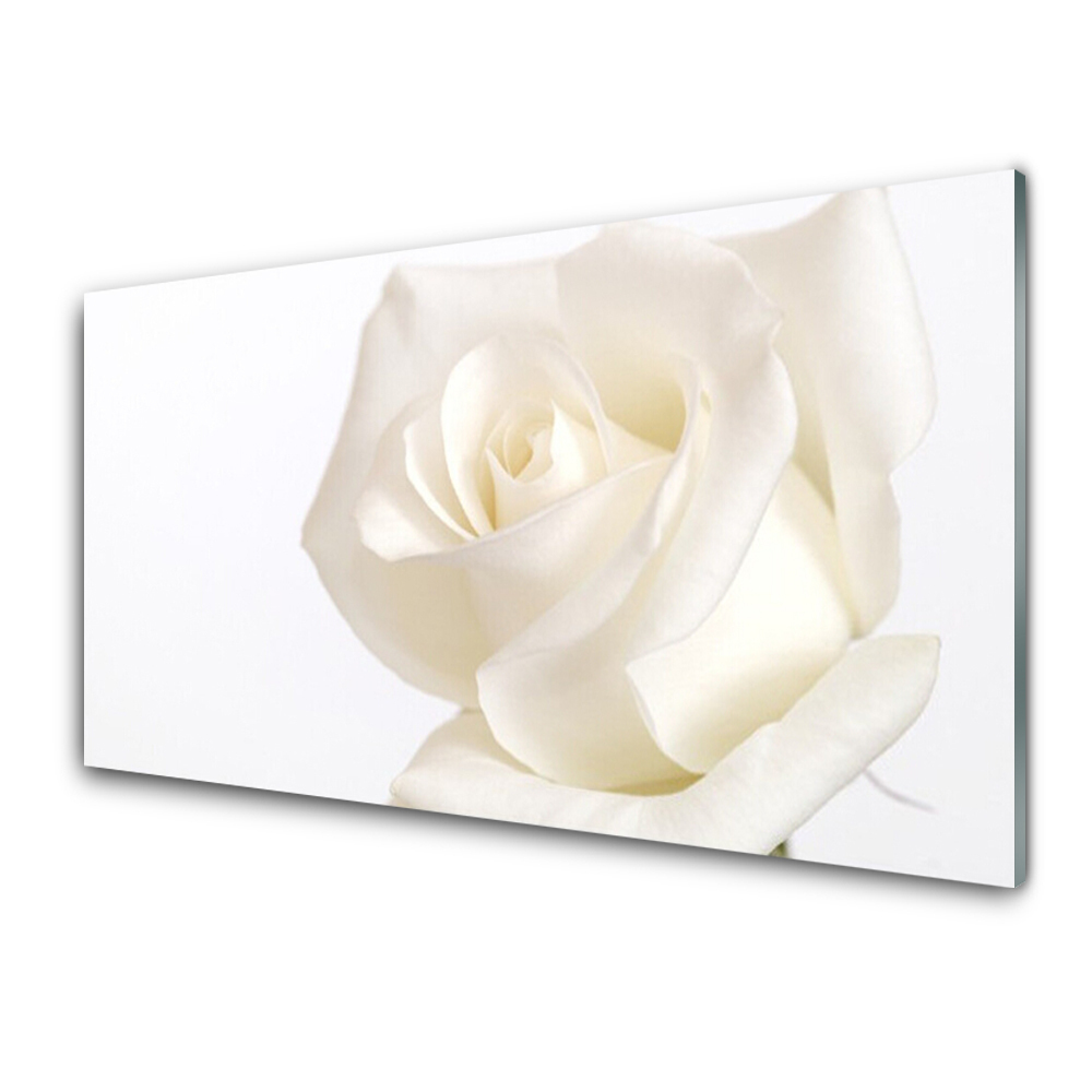 Obraz Szklany Biała róża kwiaty natura