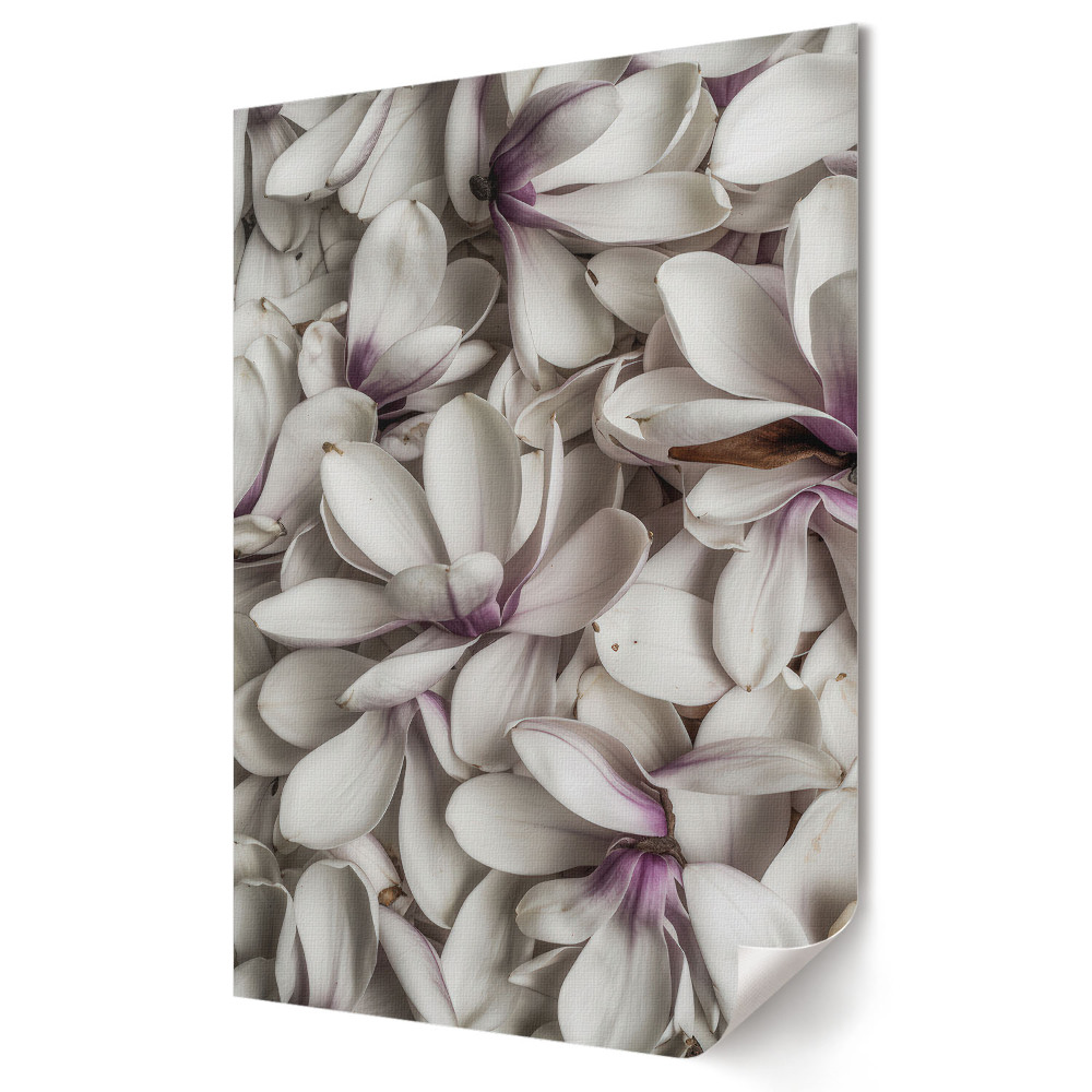 Grafika ścienna na płótnie Elegancja białych kwiatów magnolii