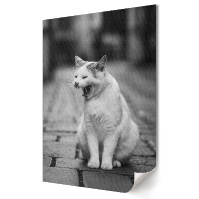 Plakat na materiale polycanvas Zaspany kot na ulicy