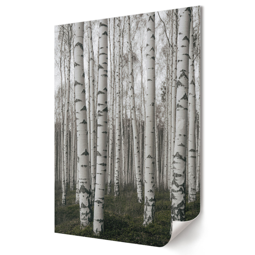 Plakat na materiale polycanvas Zimowy las brzozowy w mgle