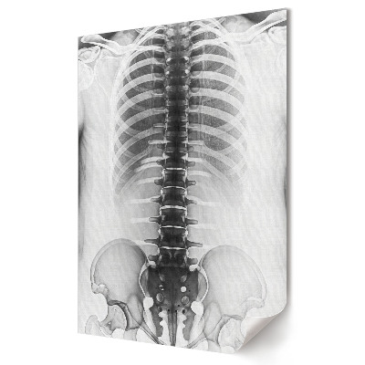 Nowoczesny plakat dekoracyjny Anatomia kręgosłupa i klatki piersiowej