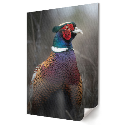 Plakat na materiale polycanvas Kolorowy bażant w naturalnym środowisku