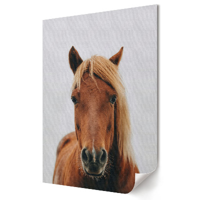 Stylowy plakat na ścianę z portretem pięknego brązowego konia