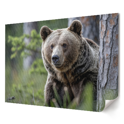 Plakat ścienny premium Niedźwiedź w leśnym otoczeniu